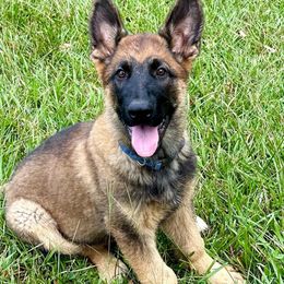 Navy - German Shepherd puppy from Cadillac Canine