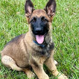 Navy - German Shepherd puppy from Cadillac Canine