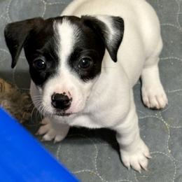 Female 4 - Black and white female Jack Russell Terrier puppy in Williston, Florida from CP FARMS BORDER COLLIES N JACKS CORP