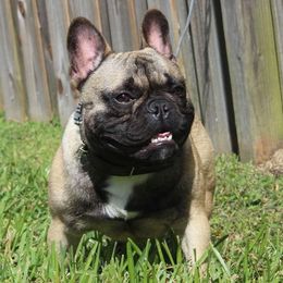 French Bulldogs from Hello Frenchies
