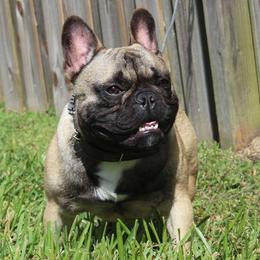 French Bulldogs from Hello Frenchies