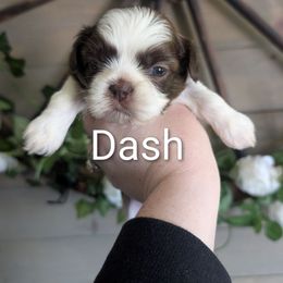 Dash - Liver and white male Shih Tzu puppy in Poultney, Vermont from Morgan's Shih Tzus