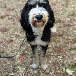 Jemma - Bernedoodle