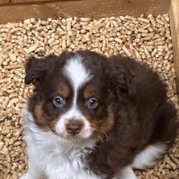 Carson - Red tri-color male Australian Shepherd puppy in Hico, Texas from Chisholm Trail Kennels