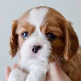 Cavalier King Charles Spaniel Puppies from Cadelia Cavalier King Charles Spaniels