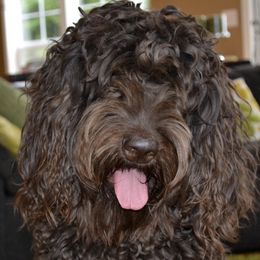 Australian Labradoodles from Schafer Meadows Australian Labradoodles