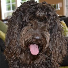 Australian Labradoodles from Schafer Meadows Australian Labradoodles