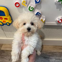 Felix - Champagne male Maltipoo puppy in Paden, Oklahoma from Logan's Perfect Puppies