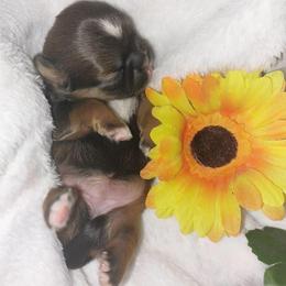 Daisy - Chocolate and tan female Shih Tzu puppy in Arcadia, Florida from Kitsune Cuddles and kisses