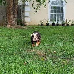 Bulldog and French Bulldog Puppies from English and Frenchie kennels