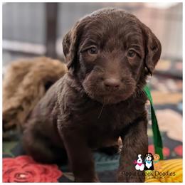 Pick 5 open - F1 Labradoodles - OFA-Genetics-2 Year Warranty. - Chocolate male Labradoodle puppy in Jeddo, Michigan from Apple Creek Doodles