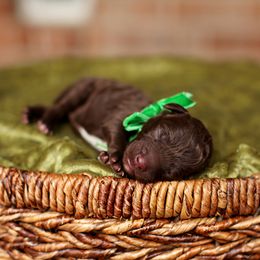 Australian Labradoodle, Bernedoodle, and Goldendoodle Puppies from Golden Fields Doodles