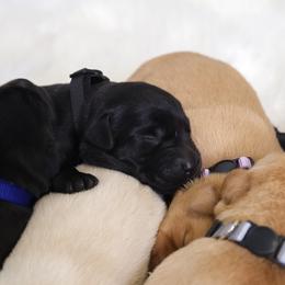 Labrador Retriever Puppies from AGL Retrievers