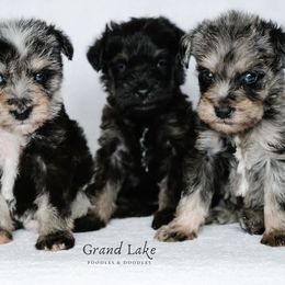 Schnoodles from Grand Lake Poodles & Doodles