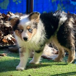 Miniature American Shepherd, Miniature Australian Shepherd, and Toy Australian Shepherd Puppies from Dusty Spring Australian Shepherds