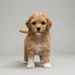 Willow - Cream female Goldendoodle puppy in Bells, Texas from Partridge Doodles and Poodles