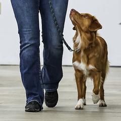 Nova Scotia Duck Tolling Retrievers from Riverside Tollers