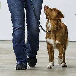 Nova Scotia Duck Tolling Retrievers from Riverside Tollers