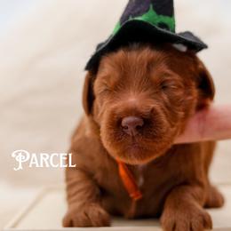 Parcel - Caramel red male Australian Labradoodle puppy in Redding, California from Shasta Royal Monroe Puppies