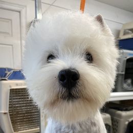 Viktor - West Highland White Terrier
