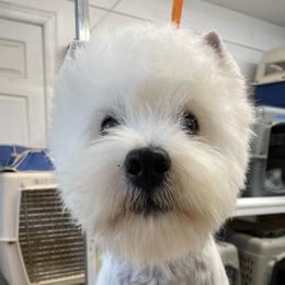 Viktor - West Highland White Terrier