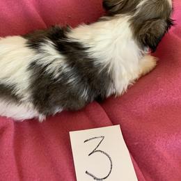 Girl 3 - Red and white female Shih Tzu puppy in Foristell, Missouri from Lakewood