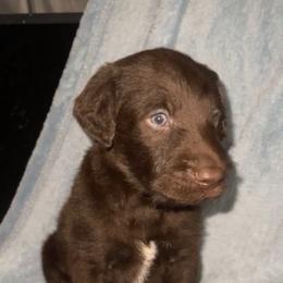 Cinnabon - Gray male Weimaraner puppy in Payson, Arizona from Desert skyes weims