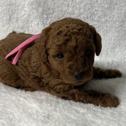 Poodle Puppies from Coasta J’s Toy Poodles