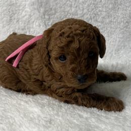 Poodle Puppies from Coasta J’s Toy Poodles