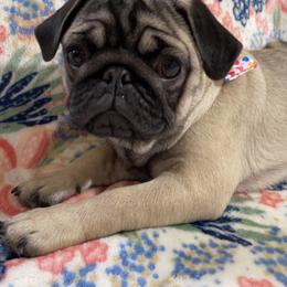 Rosaline - Fawn female Pug puppy in Ferrum, Virginia from Menagerie Magnifique Pugs & Boston Terriers