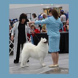 Samoyeds from Krystal Zima Samoyeds