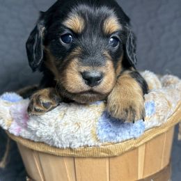 Eleanor - Black and cream female Dachshund puppy in West Plains, Missouri from Little Legs Legacy