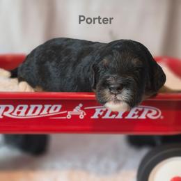 Porter - Tri-color male Bernedoodle puppy in Summerville, South Carolina from Channys Doodles