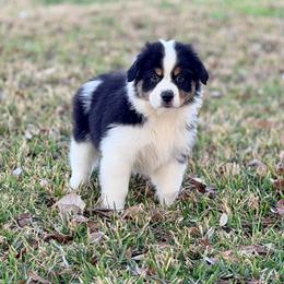 Amore - Black tri-color male Australian Shepherd puppy in Crosby, Texas from Monarch Australian Shepherds