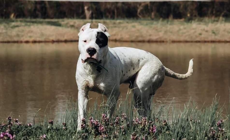 Um Dogo adulto em frente a um lago