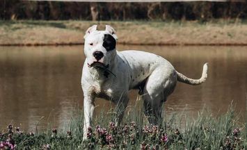An adult Dogo stands in front of a pond