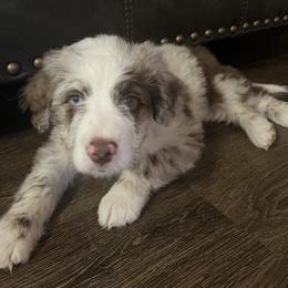 Aussiedoodle Puppies from White River Doodles