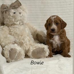 Bowie - Red  male Goldendoodle puppy in Estesburg, Kentucky from Wet Goldendoodle Kisses