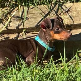 Miniature Pinscher Puppies from DeLeeuw Family Miniature Pinschers