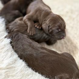 Margo - Liver female Pudelpointer puppy in Lakehills, Texas from Simply Southern Retrievers, LLC