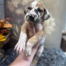 Dachshund and Great Dane Puppies from Ballistic Danes & Dachshunds