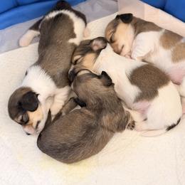 Dachshund Puppies from Dianna Eaves