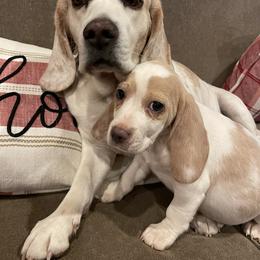 Roscoe - Beagle