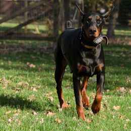Doberman Pinscher and French Bulldog All Grown Up from The Defender Farm