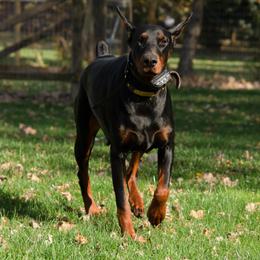 Doberman Pinscher and French Bulldog All Grown Up from The Defender Farm
