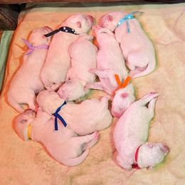 Samoyed Puppies from The Office Pups