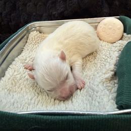 Peach - White female American Eskimo Dog puppy in West Jordan, Utah from Ketura’s Angels Kennels