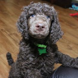 Poodle Puppies from RK'S Pets