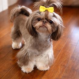 Shih Tzu puppies from Shih Tzus N Giggles