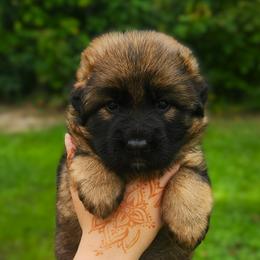 Caycie - Sable female German Shepherd puppy in White Cloud, Michigan from Von WestLynn German Shepherds